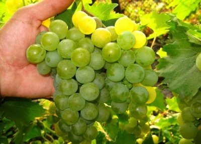 Часто многие садоводы сталкиваются с вопросом выбора оптимального виноградного сорта для выращивания на дачном участке