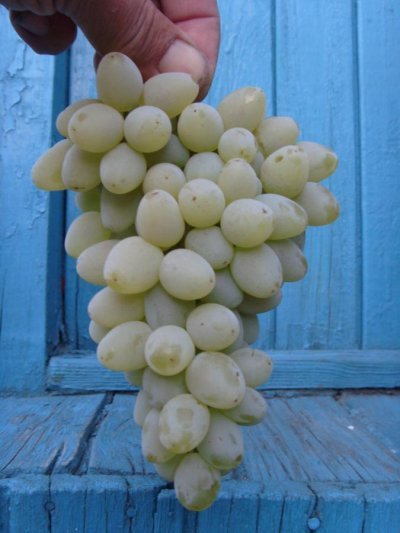 Одно из главных отличительных особенностей винограда сорта «Ляна» является его высокая урожайность, составляющая в среднем около 6 кг с куста или от 120 до 160 центнеров с гектара