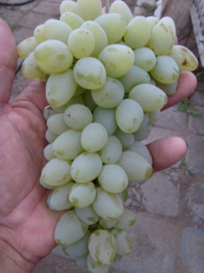 В виноградные кусты этот болезнетворный организм попадает через раны и морозобоины